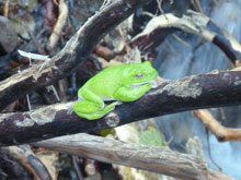 ビッグアマガエル